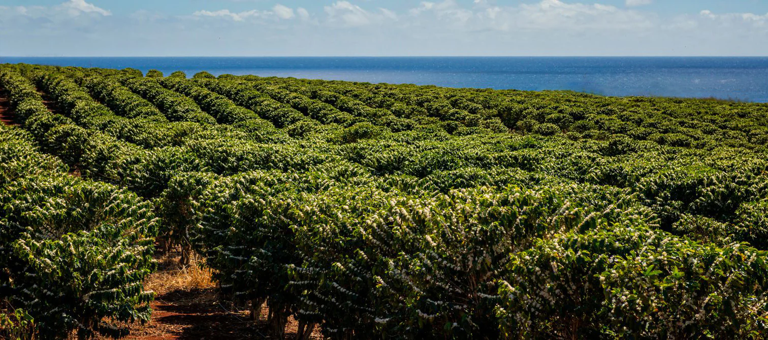 Taste the Spirit of Aloha